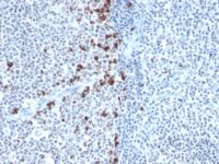 Formalin-fixed, paraffin embedded human tonsil sections stained with 100 ul anti-Kappa Light Chain (clone HP6053) at 1:200. HIER epitope retrieval prior to staining was performed in 10mM Citrate, pH 6.0.